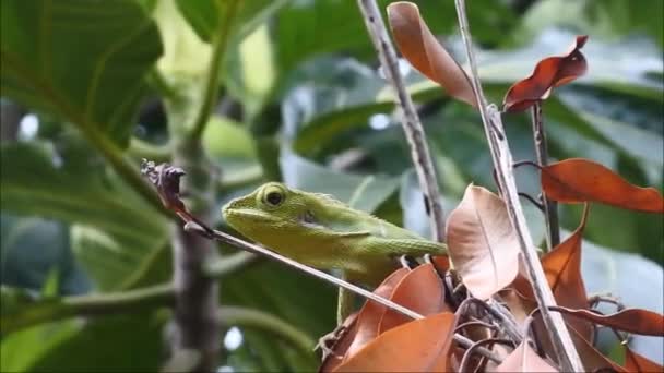 Green Chameleon Dry Tree Branch Video — Video Stock