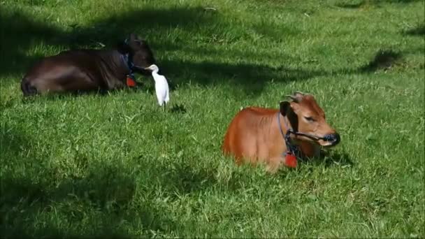 Vídeos Amizade Animal Torre Aproximou Vaca Que Pastava — Vídeo de Stock