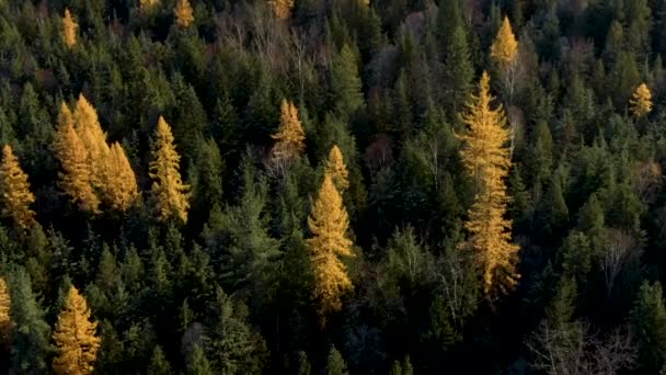 Luftige Neigung Ausgewählte Lärche Herbst British Columbia — Stockvideo