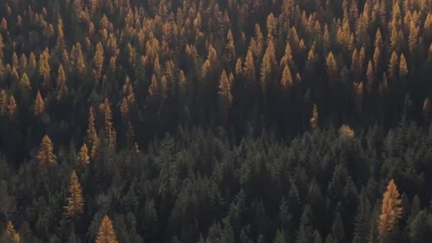 Dolly Aérien Forêt Mélèzes Automne Colombie Britannique — Video