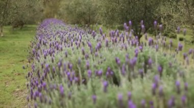 Zeytin tarlasında lavanta sırasının üzerinde yavaş çekim izleme