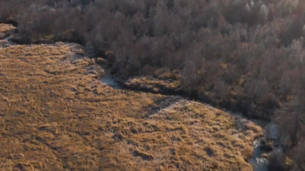 扫瞄揭示落叶松林的空气不同阶段的针头丢失 不列颠哥伦比亚省 — 图库视频影像