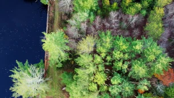 Imagens Drones Aéreos Uma Floresta Outono Lagoa Pinheiros Coloridos Nas — Vídeo de Stock