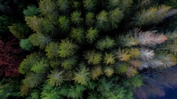 Drohnen Videoaufnahmen Die Über Einem Kiefernwald Bunten Laubbäumen Und Einem — Stockvideo