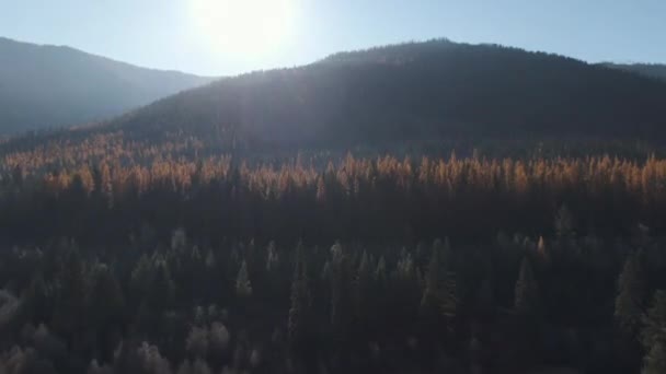 Vorbei Baum Antenne Des Lärchenwaldes Herbst British Columbia — Stockvideo