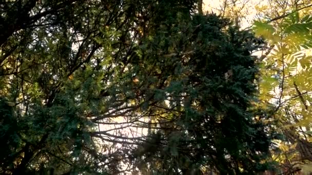 Looking Tree Canopy Oliwski Park Gdask Polen Lage Hoek — Stockvideo