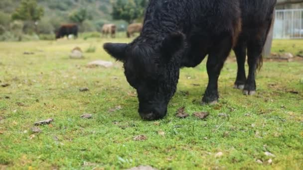 Αργή Κίνηση Βολή Αφράτη Ορεινή Αγελάδα Βόσκηση Άλλες Αγελάδες Και — Αρχείο Βίντεο