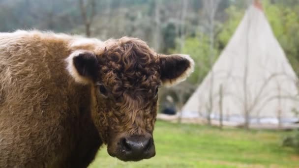 Slow Motion Shot Fluffy Highland Cow Looks Distance Tipi Background — Vídeo de Stock