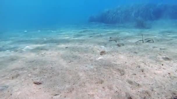 Fundo Mar Areia Com Seagrass Vista Sob Mar Jónico Mirtos — Vídeo de Stock