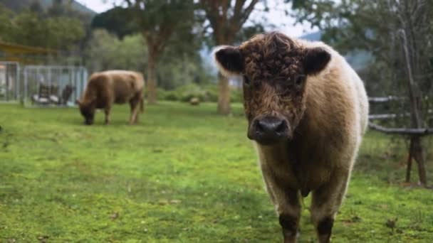 Plan Ralenti Une Vache Mignonne Duveteuse Montagneuse Regardant Caméra — Video