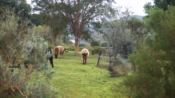 Fotografía Cámara Lenta Vaca Montañosa Esponjosa Caminando Hacia Cámara Granja — Vídeos de Stock