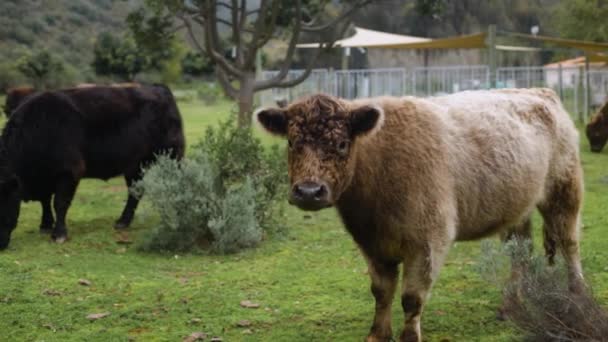 Zeitlupenaufnahme Einer Süßen Flauschigen Hochlandkuh Die Wegschaut Und Zurück Die — Stockvideo