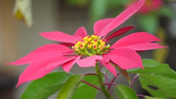 Primo Piano Fiore Poinsettia Rosso Piena Fioritura — Video Stock