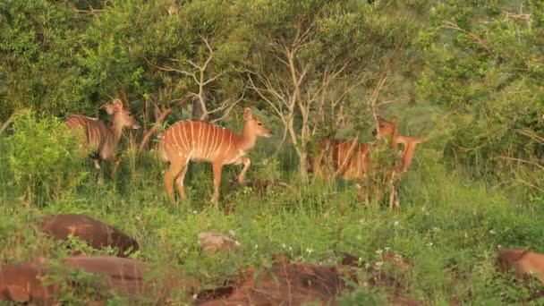 Herd Van Vrouwelijke Nyala Koesteren Namiddag Zonlicht Een Wildreservaat — Stockvideo