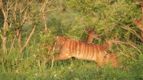 Group Female Nyala Running Scared Undergrowth — Stock Video
