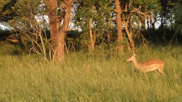 Impala Weibchen Geht Durch Hohes Gras Über Den Bildschirm — Stockvideo