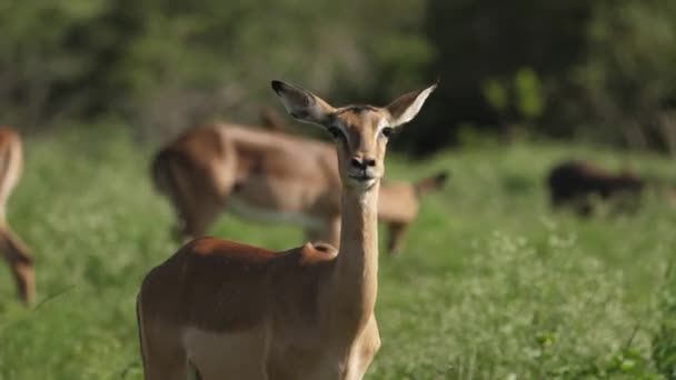 Retrato Una Impala Hembra Masticando Mirando Cámara — Vídeos de Stock
