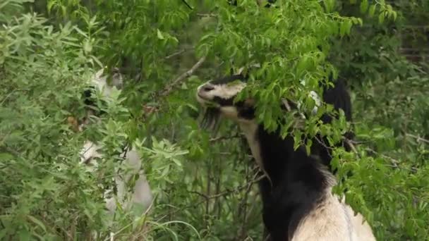 Goats Craning Necks Eat Tree Branches Back View — Stock Video