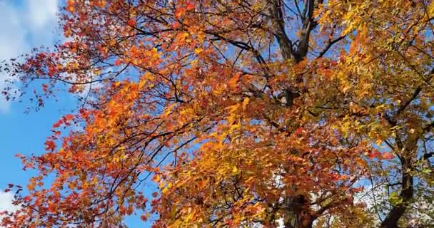 Herfst Kleurrijke Bladeren Slow Motion Winderige Herfstdag Oranje Geel Rood — Stockvideo