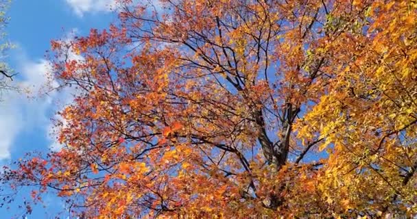 Mooie Herfstdag November Met Wisselende Seizoenen Kleurrijke Bladeren Pretty Tree — Stockvideo