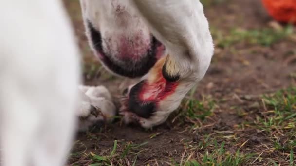 Köpek Karpal Pedin Altından Kan Yalıyor Kesik Bacağıyla Ilgilenen Bir — Stok video