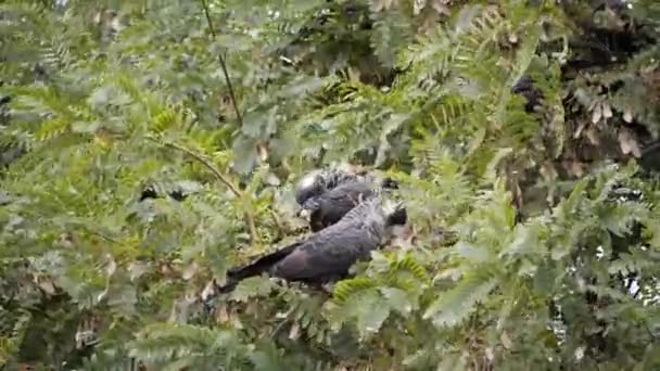 Carnaby Cockatoo Moucha Sedět Stromě Zatímco Jíst Banksia Květiny Austrálie — Stock video