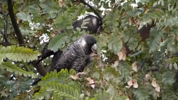 Två Carnaby Cockatoo Sitta Ett Träd Sin Naturliga Miljö Australien — Stockvideo