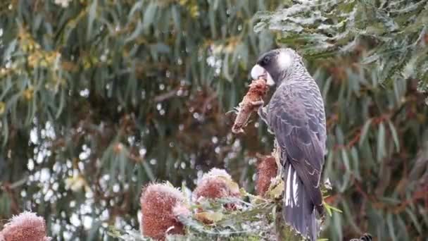 Uma Única Cacatua Preta Bico Curto Senta Uma Árvore Come — Vídeo de Stock