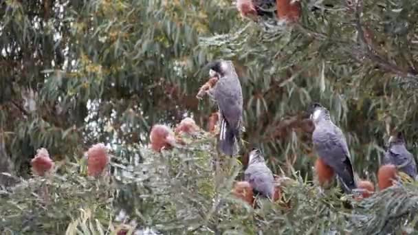 Especies Animales Peligro Extinción Cacatúa Carnaby Australia Volar Comer Los — Vídeos de Stock