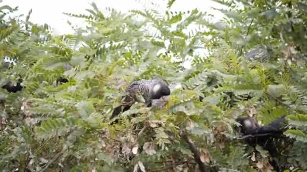 Een Zwart Kaketoe Zit Een Boom Eet Zaden Australië — Stockvideo