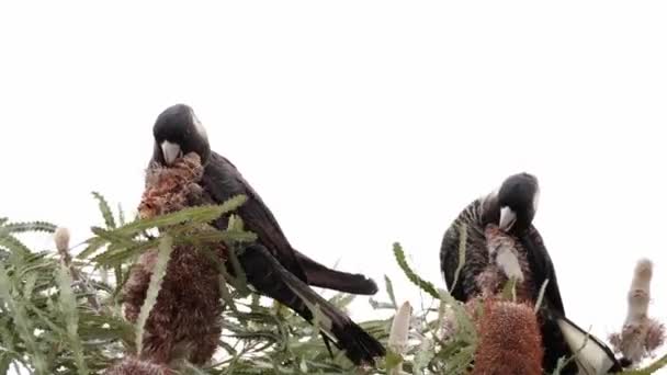 Carnabys Schwarze Kakadus Sitzen Und Essen Banksia Blumen Australien — Stockvideo