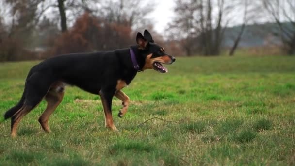 Собака Келпи Смотрит Камеру Затем Медленно Идет Слегка Присев Сосредоточенный — стоковое видео