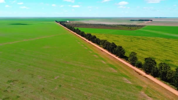 Granjas Soja Gran Escala Plantaciones Vista Aérea Con Una Carretera — Vídeo de stock