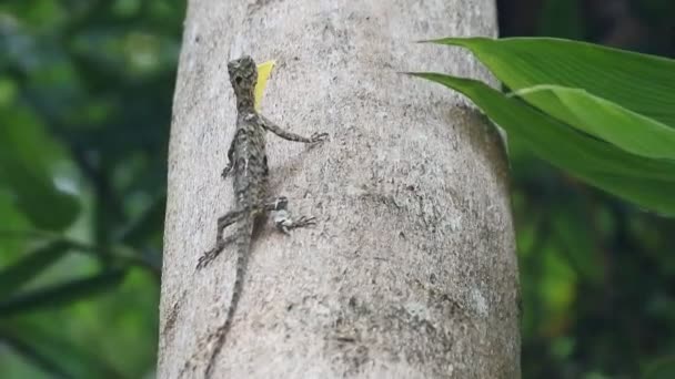 Espèce Lézard Arboricole Tribu Des Agamidae Groupe Lézards Avec Geckos — Video