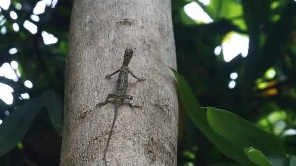 Video Chameleon Mane Bronchocela Jubata Crawling Tree Species Tree Lizard — Vídeo de Stock