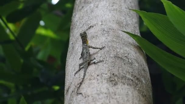 HD Video Chameleon mane (Bronchocela jubata) crawling on tree. A species of tree lizard from the Agamidae tribe. A group of lizards with flying geckos (Draco Sp.)