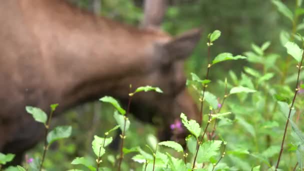 Älgätande Gräs Och Grönt — Stockvideo