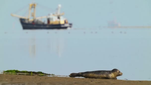 Young Harbor Seal Resting Beach Texel Wadden Sea Big Fisher — Stock Video