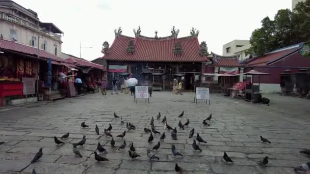 中国寺院の前に置かれた鳩ボードへの給餌はありません — ストック動画