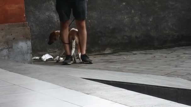 Köpek Sahibinin Ayaklarının Dibinde Dönüyor — Stok video