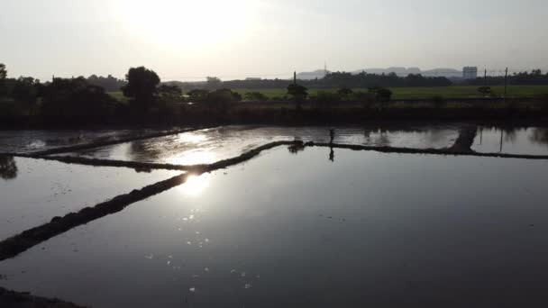 Vue Aérienne Agriculteur Marche Rizière Dans Saison Eau — Video