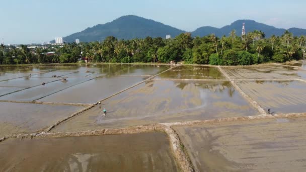 Hava Manzaralı Çiftçi Pirinç Tarlasında Tarım Mevsiminde Çalışıyor — Stok video