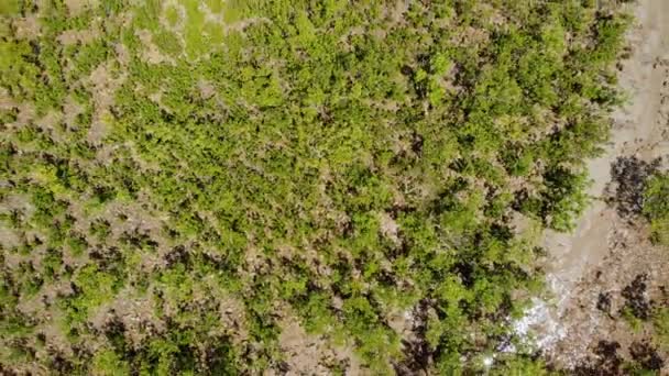 Luchtfoto Boven Kleine Bomen Aan Kust Van Het Zonnige Clairview — Stockvideo