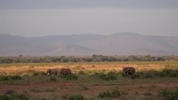 Stado Słoni Parku Naturalnym Kenii — Wideo stockowe