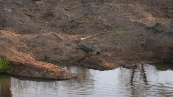 Krokodil Einem Park Kenia Afrika — Stockvideo