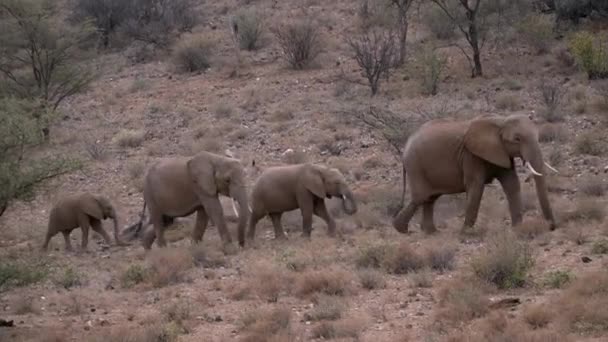 Manada Elefantes Parque Natural Kenia — Vídeos de Stock