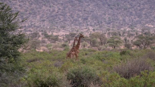 Giraffen Een Nationaal Park Van Kenia — Stockvideo