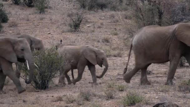 Herd Van Olifanten Een Natuurpark Kenia — Stockvideo