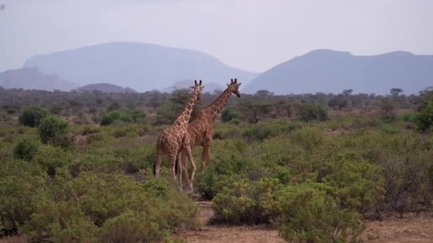 Giraffen Een Nationaal Park Van Kenia — Stockvideo