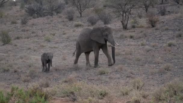 Manada Elefantes Parque Natural Kenia — Vídeos de Stock